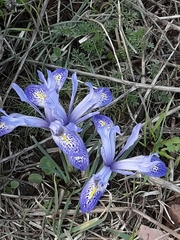 Iris histrio