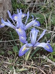 Iris histrio
