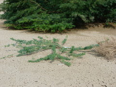 Prosopis juliflora