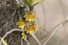 Cleisostoma birmanicum