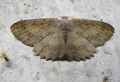 Luxiaria emphatica