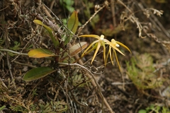 Thrixspermum centipeda