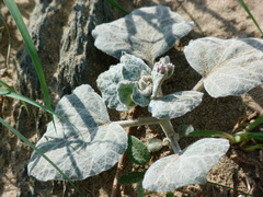 Pergularia tomentosa