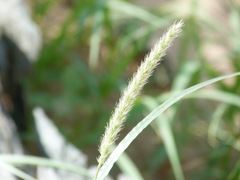 Cenchrus pennisetiformis