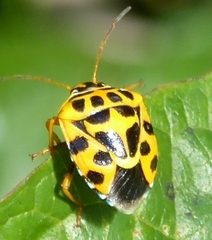 Antestiopsis anchora