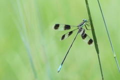 Orolestes octomaculatus
