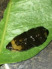 Podontia affinis