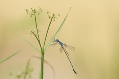 Lestes dorothea
