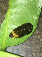 Podontia affinis