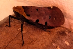 Penthicodes atomaria