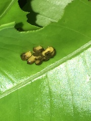 Podontia affinis