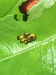 Podontia affinis