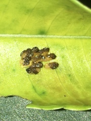 Podontia affinis