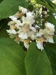 Catalpa speciosa