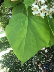 Catalpa speciosa