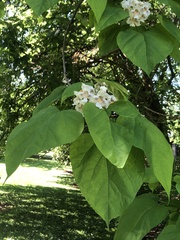 Catalpa speciosa