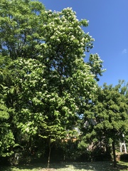 Catalpa speciosa