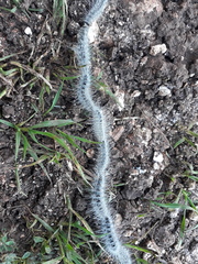 Thaumetopoea solitaria