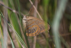 Neonympha areolatus