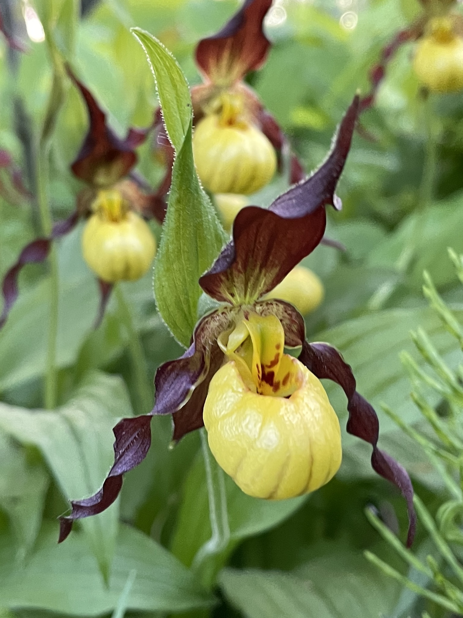 Cypripedium parviflorum var. makasin