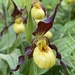 Northern Small Yellow Lady's Slipper - Photo (c) rangerkelly, some rights reserved (CC BY-NC), uploaded by rangerkelly