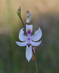 Calopogon pallidus