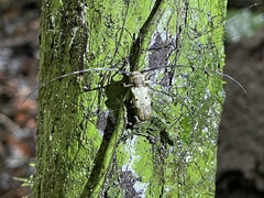 Prosopocera bipunctata