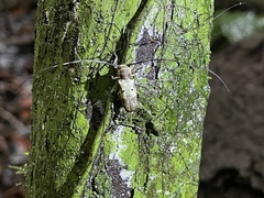 Prosopocera bipunctata