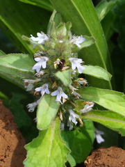 Ajuga nipponensis