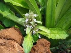 Ajuga nipponensis