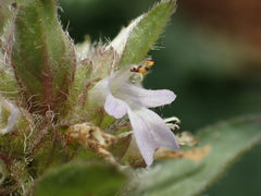 Ajuga nipponensis