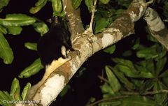 Pel's Scaly-Tailed Squirrel photo 3