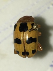 Podontia affinis