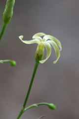 Cryptolepis sinensis