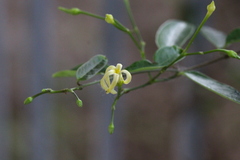 Cryptolepis sinensis