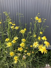 Senecio inaequidens