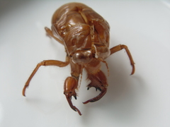 Cicadinae