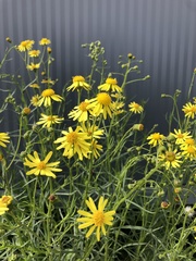 Senecio inaequidens