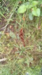 Ficinia fascicularis