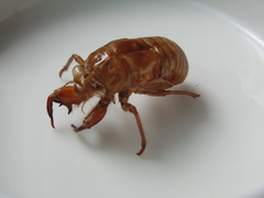 Cicadinae