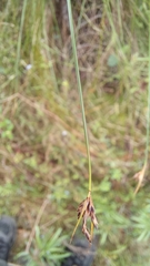 Ficinia fascicularis