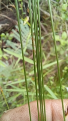 Ficinia fascicularis