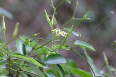 Cryptolepis sinensis