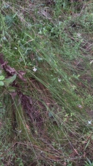 Ficinia fascicularis