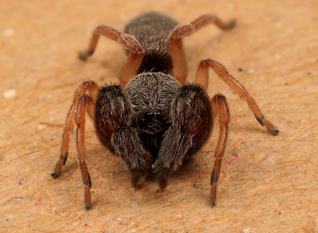 Palp-footed Spiders and Allies