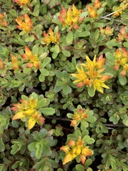Magnoliopsida