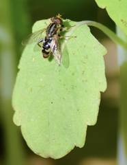 Anasimyia anausis