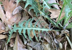 Crepis occidentalis