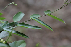 Cryptolepis sinensis
