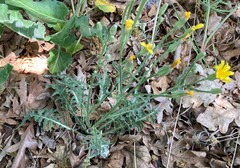 Crepis occidentalis